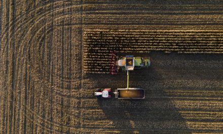 Románia volt ebben a szezonban az ukrán búzaexport második legnagyobb értékesítési piaca