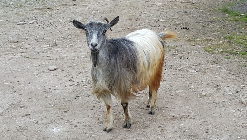 Bukarestben tiltakoztak a romániai juh- és kecsketenyésztők az ANVSA korlátozásai ellen